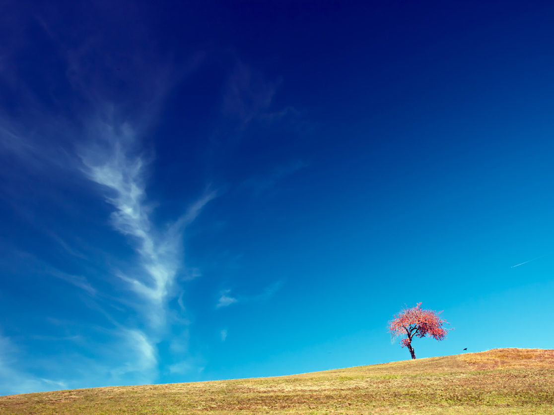 albero allo specchio